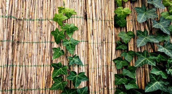 Bambus Rezepte, selber machen