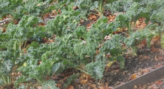 Grünkohl Rezepte, selber machen